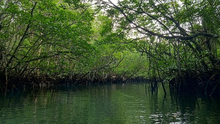 Bintan Mangrove Tour