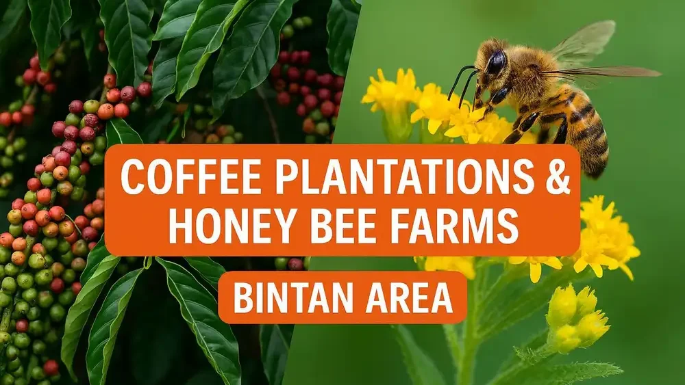 Coffee Plantations & Honey Bee Farms
